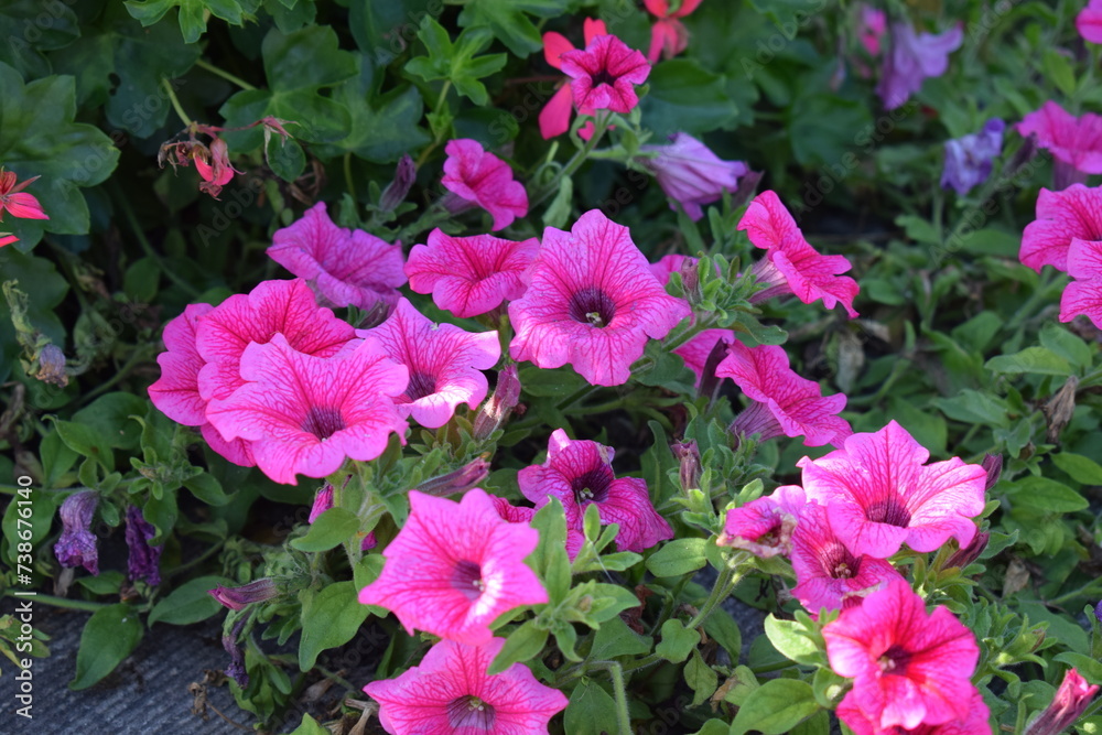 autumn blooming flowers