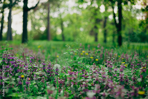 Spring nature with blooming wild flowers trees