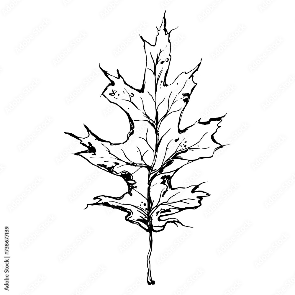 Sketch drawing of a oak leaf in black and white outline. Vintage oak, great design for any purposes.