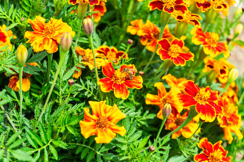 Student Flower with a Bee in a Garden in Lower Bavaria Germany. Student Flower with a Bee in a Garden in Lower Bavaria Germany.