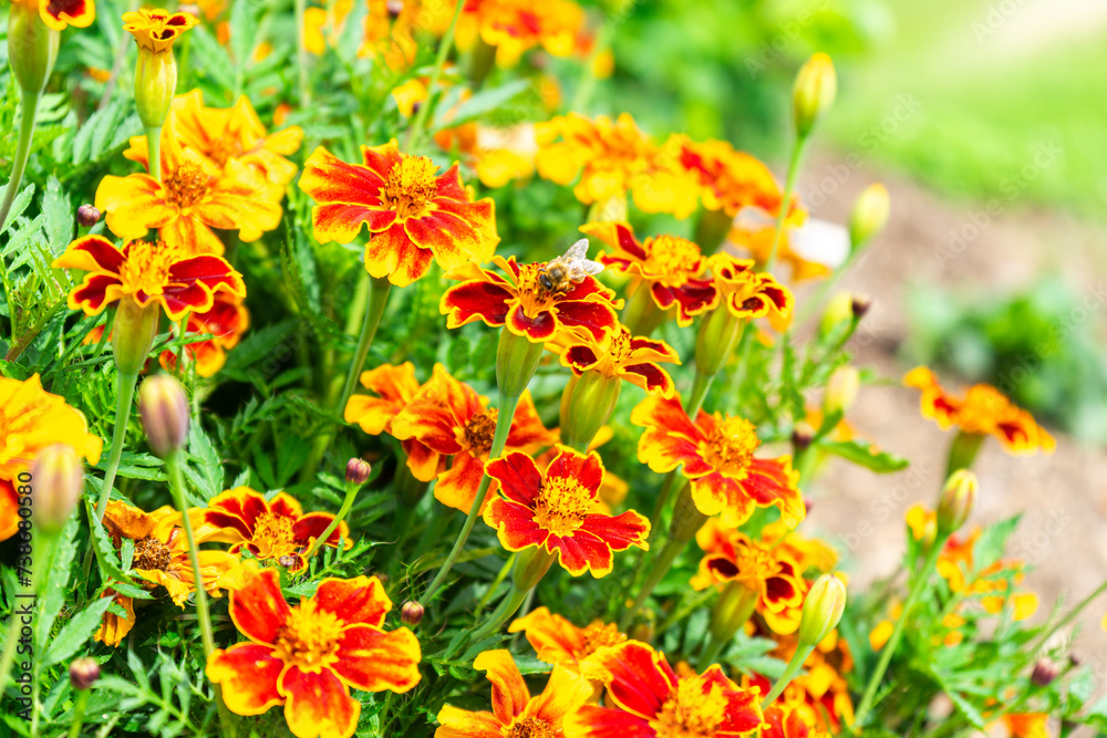 Student Flower with a Bee in a Garden in Lower Bavaria Germany. Student Flower with a Bee in a Garden in Lower Bavaria Germany.
