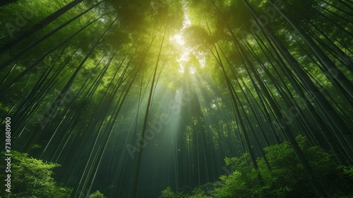 Tranquil Bamboo Forest with Sunlight Filtering Through  A serene bamboo forest with sunlight filtering through the dense foliage  creating a calming atmosphere.