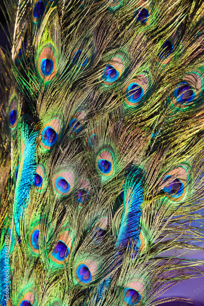 Fototapeta premium background of colorful peacock feathers symbol of vanity
