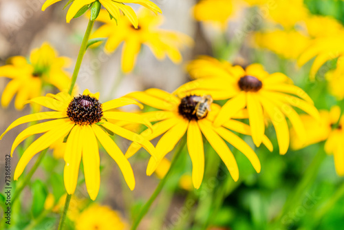 Common Coneflower in a Garden in Lower Bavaria Germany.