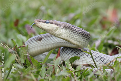 snake, ptyas fusca, a ptyas fusca snake in a meadow 