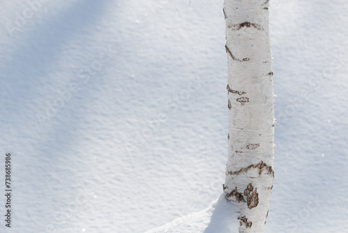 White silver birch tree trunk and snow background © Alexandra Scotcher