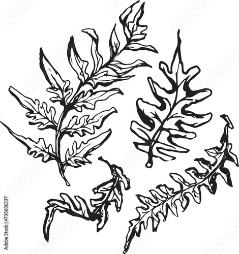 Sketch drawing of a fern in black and white outline. Vintage fern, great design for any purposes.