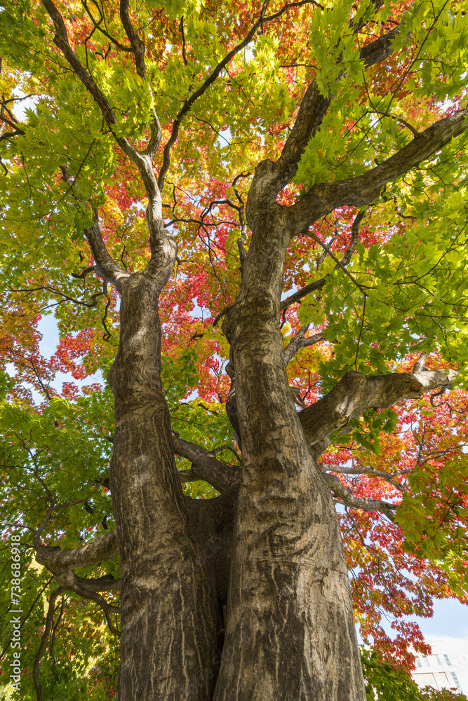 Fototapeta premium 日本 北海道札幌市中央区にある中島公園の紅葉