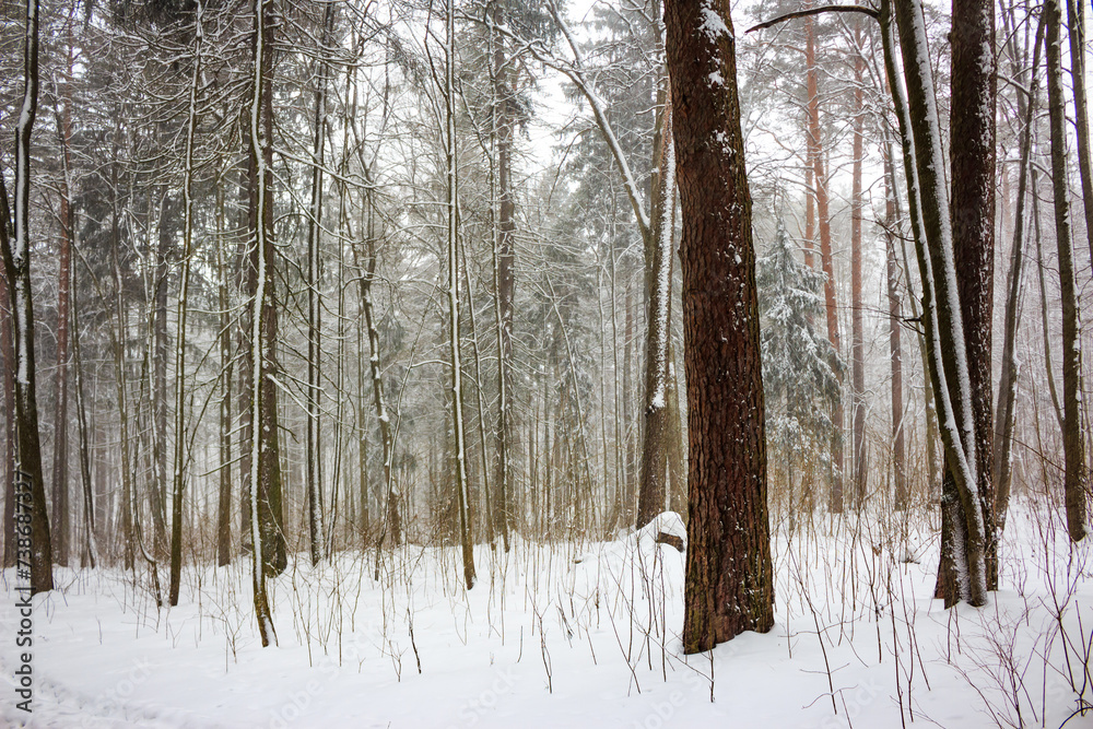 Fototapeta premium Mixed snow-covered forest during a light snowstorm in winter