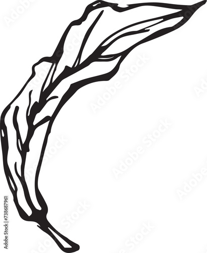 Rowan in hand drawn style on black background. Vintage line art closeup.