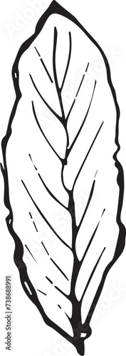 Vintage rowan, great design for any purposes. Hand drawn black illustration.