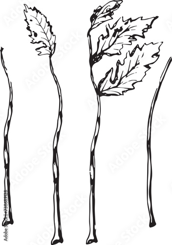 Vintage rowan, great design for any purposes. Hand drawn black illustration.