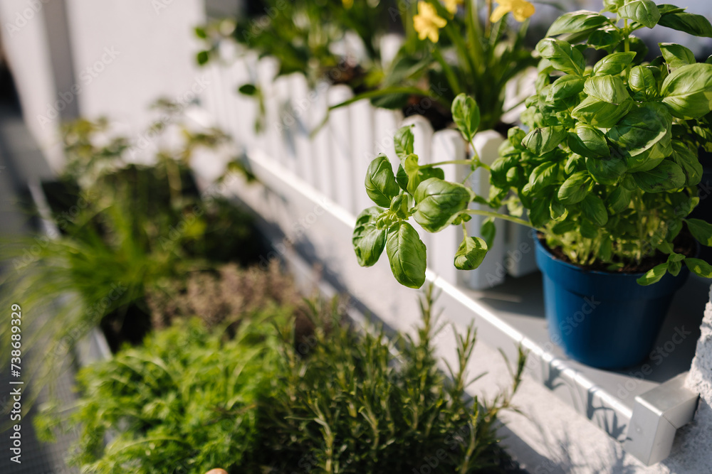 A flowerpot with seedlings of plants and various greens under the window on the terrace A flowerpot with seedlings of plants and various greens under the window on the terrace