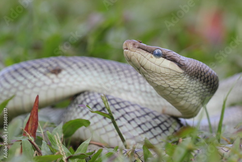 snake, ptyas fusca, a ptyas fusca snake in a meadow 