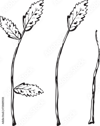 Vintage rowan, great design for any purposes. Hand drawn black illustration.