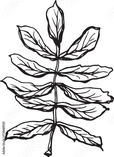 Vintage rowan, great design for any purposes. Hand drawn black illustration.