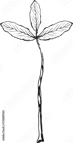 Vintage rowan, great design for any purposes. Hand drawn black illustration.