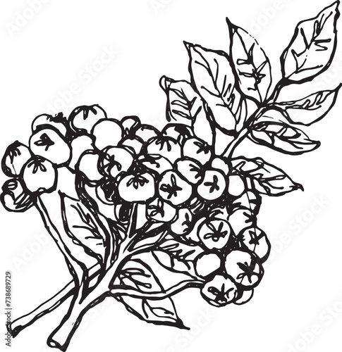 Vintage rowan, great design for any purposes. Hand drawn black illustration.