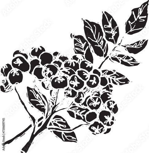 Vintage rowan, great design for any purposes. Hand drawn black illustration.