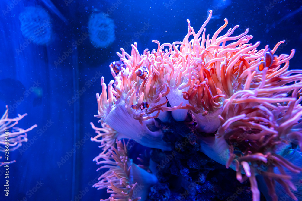 Fototapeta premium Sea Anemones in a Seawater Aquarium in Gran Canaria