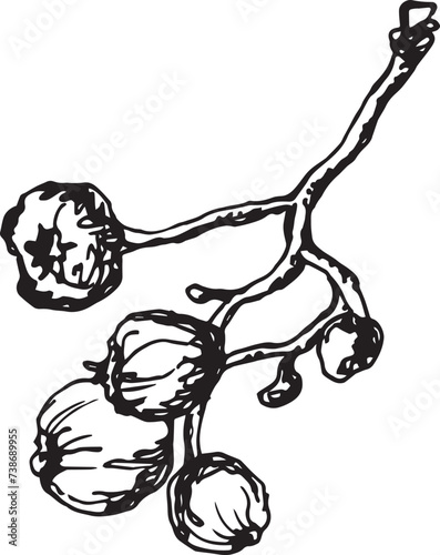 Rowan in hand drawn style on black background. Vintage line art closeup.