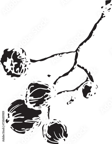 Rowan in hand drawn style on black background. Vintage line art closeup.