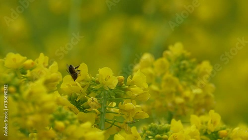 菜の花の蜜を吸って飛んでいくハチ  （スローモーション） photo