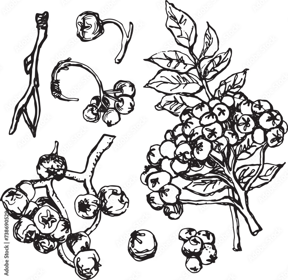 Rowan in hand drawn style on black background. Vintage line art closeup. Rowan in hand drawn style on black background. Vintage line art closeup.