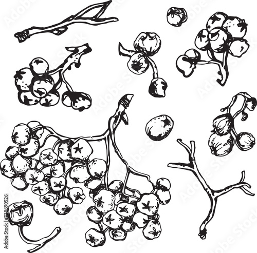 Rowan in hand drawn style on black background. Vintage line art closeup.