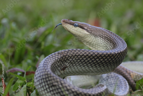 snake, ptyas fusca, a ptyas fusca snake in a meadow 