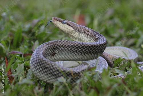 snake, ptyas fusca, a ptyas fusca snake in a meadow 