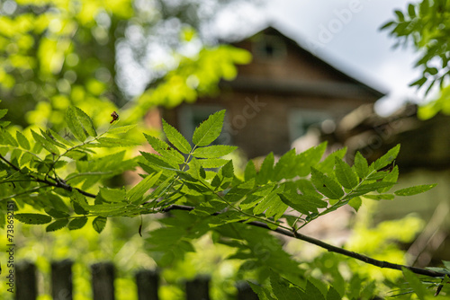Bild auf Leinwand A large wooden house through the green leaves of rowan-tree on the background of a summer evening landscape
