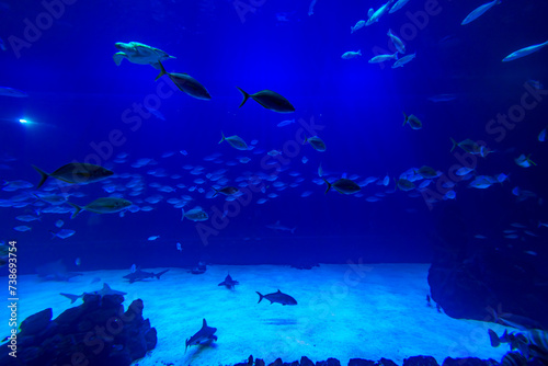 Different Fishes, Mantas and Sharks in a Seawater Aquarium in Gran Canaria