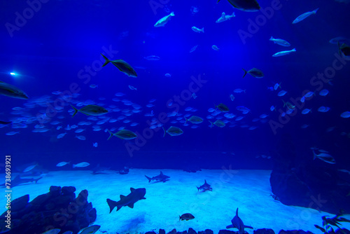 Different Fishes  Mantas and Sharks in a Seawater Aquarium in Gran Canaria