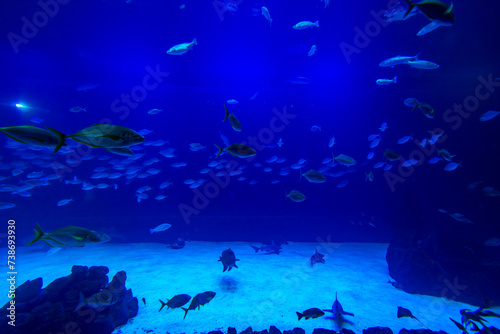 Different Fishes, Mantas and Sharks in a Seawater Aquarium in Gran Canaria © Sharidan
