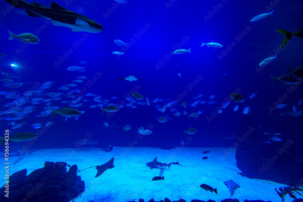 Different Fishes, Mantas and Sharks in a Seawater Aquarium in Gran Canaria Different Fishes, Mantas and Sharks in a Seawater Aquarium in Gran Canaria