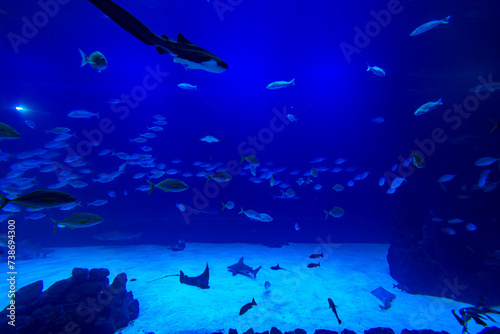 Different Fishes, Mantas and Sharks in a Seawater Aquarium in Gran Canaria