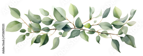 Green eucalyptus leaves stem twig wreath hand drawn. photo