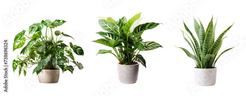 Set of plant pot house decoration on white and transparent background. photo