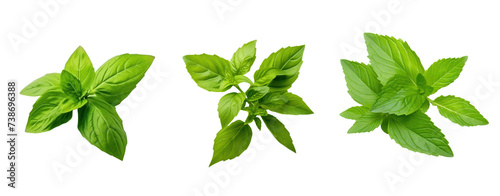 Thee green holy basil leaves on white transparent background.