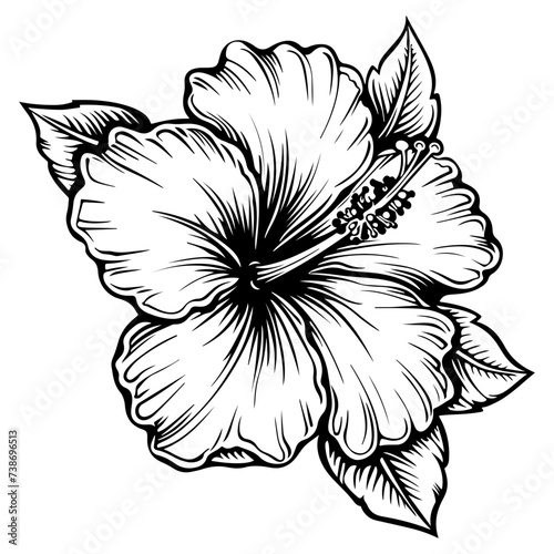 Hibiscus flowers in a vintage woodcut engraved etching style
