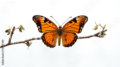 Butterfly isolated on a pristine white background perched on a dry branch
