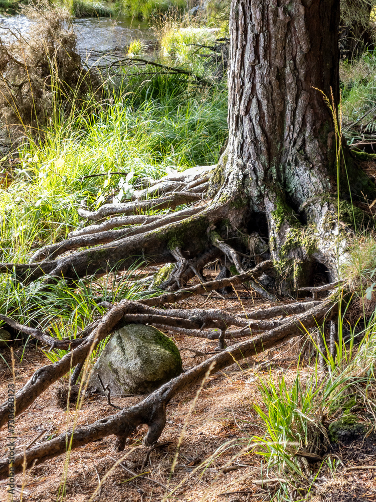 Scots pine roots in a forest in Ireland