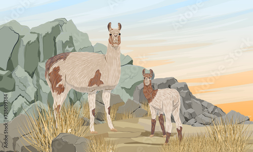 A mother llama and her cub stand in a valley with dry grass near rocky cliffs. Vector realistic landscape