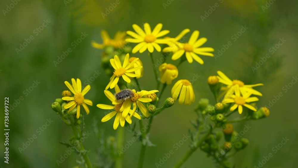 Insect on yellow flower. close shot. Slow motion of honeybee busy in rape seed flower in spring field Insect on yellow flower. close shot. Slow motion of honeybee busy in rape seed flower in spring field