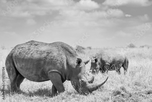 Nashorn