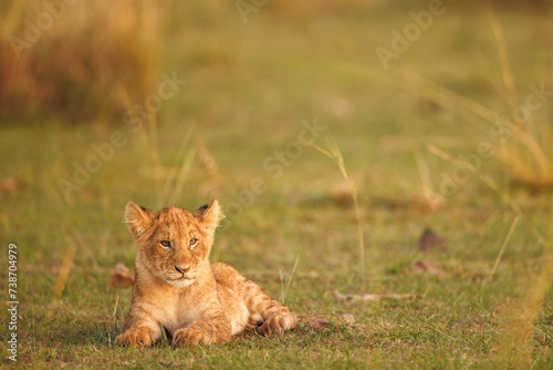 Löwe