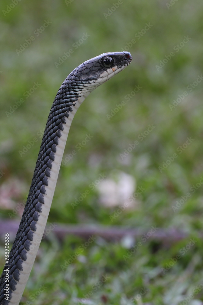 Fototapeta premium snake, ptyas fusca, a ptyas fusca snake in a meadow 