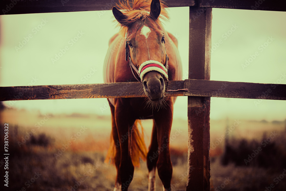 A portrait of a beautiful bay horse grazing on a farm in a paddock. The horse is surrounded by farm fields, which are part of the rural areas and agricultural landscape. Horse care.  - obrazy, fototapety, plakaty 