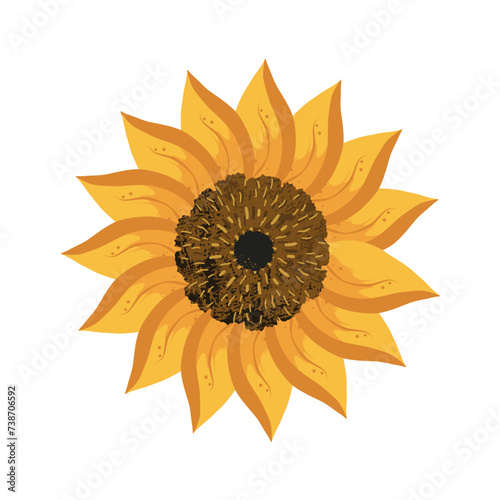 sunflower isolated on white